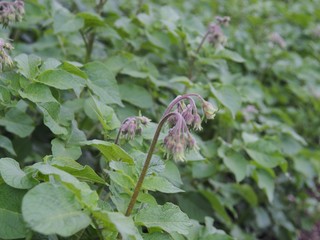 ジャガイモの花