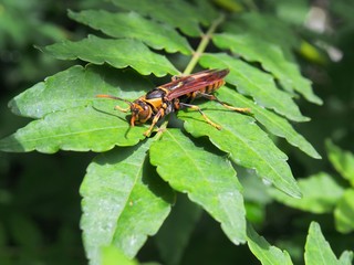 アシナガバチ