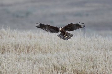 Western marsh harrier (Circus aeruginosus)