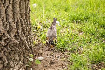 American Robin Hunting Worms