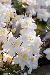 Flowering flower azalea, rhododendron in spring garden