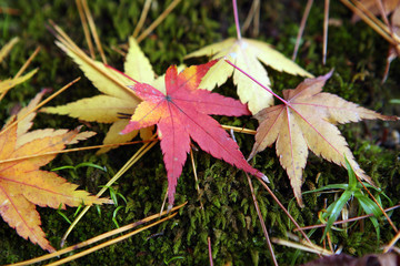京都　紅葉