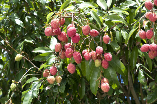 レイシ（ライチ）の実