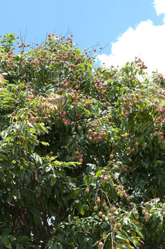 レイシ（ライチ）