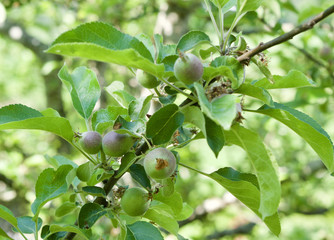 Apfelbaum - unreife Früchte  