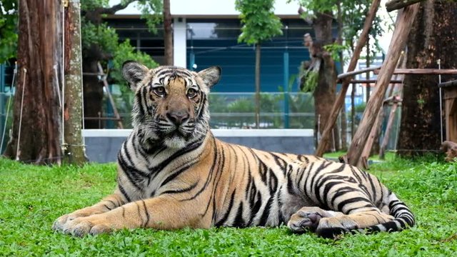Tiger (Panthera tigris)