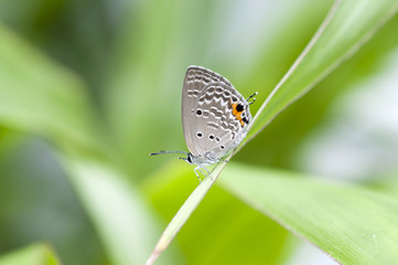 クロマダラソテツシジミ
