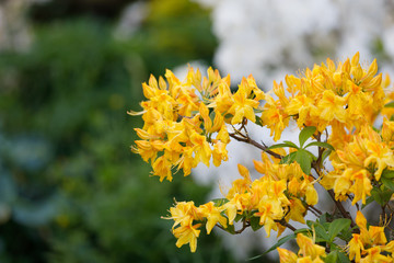 Flowering flower azalea, rhododendron in spring garden