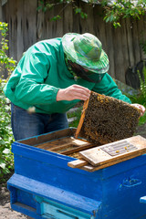 Beekeeper holding a frame of honeycomb with bees