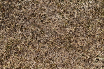 Dry grass abstract pattern background
