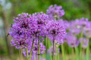 Fototapeta premium Large spherical umbrellas of wild onion