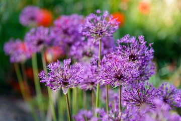 Large spherical umbrellas of wild onion
