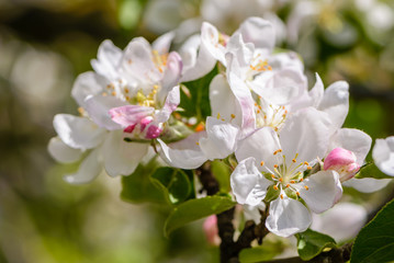 Obraz na płótnie Canvas Apple tree bloomed white flowers
