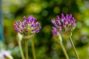 Large spherical umbrellas of wild onion
