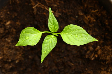 Young chili pepper plant, freshly watered, home ecological growing 