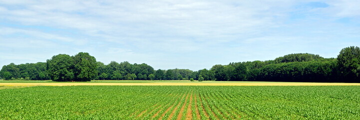 Naturlandschaft KERKENER BRUCH ( Niederrhein ) 