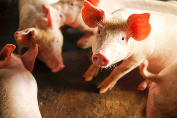 Small piglet in the farm. Group of Pig indoor on a farm yard in Thailand. swine in the stall. Close up eyes and blur. © krumanop