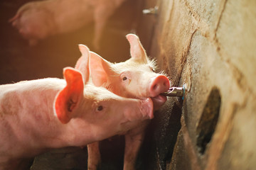 Small piglet drinking water in the farm. Group of Pig indoor on a farm yard in Thailand. swine in...