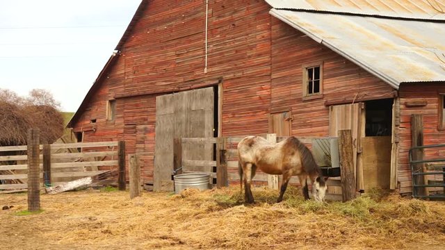 Old Farm Livestock Grazes in Front of Horse Barn