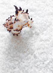 Fototapeta na wymiar Sea shell over sea salt background
