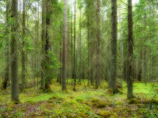 Old forest background