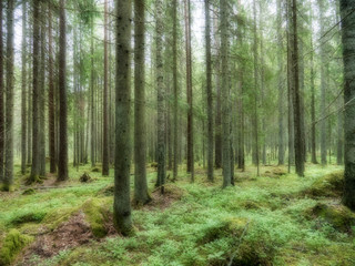 Fototapeta na wymiar Old forest background