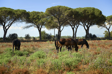 maremma