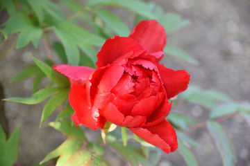 Pivoine rouge au printemps au jardin