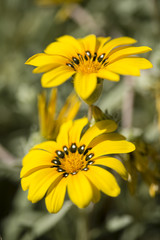 Yellow gazania flowers in full bloom