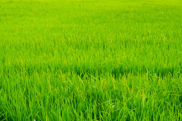 Rice field