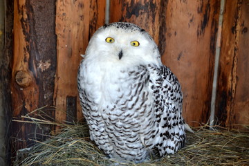 Полярная Сова