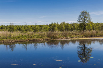 The beautiful trees Reflection