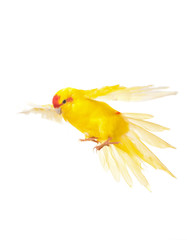 Red-fronted Kakariki parakeet