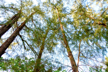forest trees. nature green wood sunlight