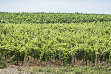Fototapeta na wymiar Italian Grapefruit vineyard field