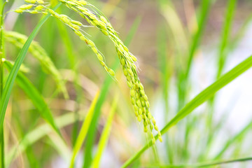 Fototapeta na wymiar close up of a rice cereal cultivation field