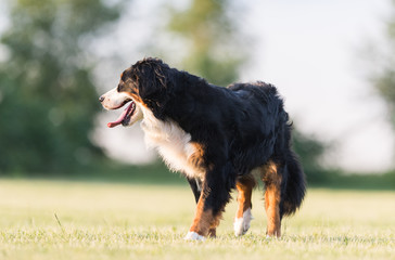 Fototapeta premium Bernese Mountain Dog running on lawn