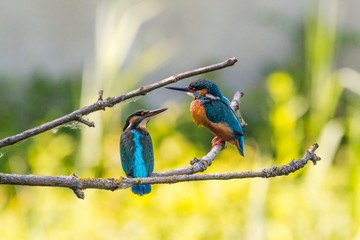 Eisvogelpaar sitzt auf Ast