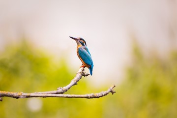 Eisvogel sitzt auf Ast