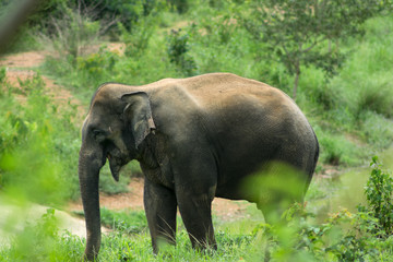 Obraz premium Wild elephants are in Thailand National Park.