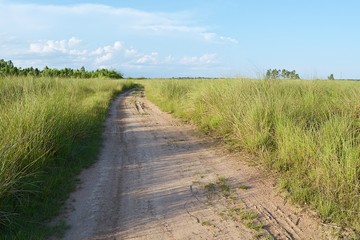 Fototapeta premium The way through the vetiver grass. Blue sky background