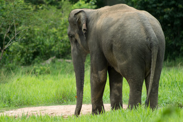Fototapeta premium Wild elephants are in Thailand National Park.