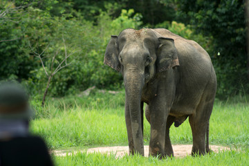Fototapeta na wymiar Wild elephants are in Thailand National Park.