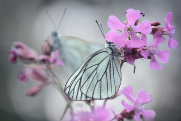 White butterflies - Aporia crataegi, the black-veined white