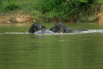 Fototapeta premium Wild elephant playing the water fun.