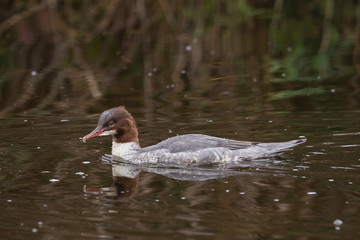 common merganser or goosander on a lake