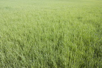 greensward in top view