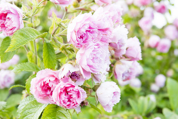 Pink roses on a bush in garden. Detail of summer flowers.