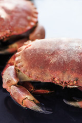 Fresh crabs. Closeup