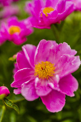 Big blooming pink peony flowers in spring garden.